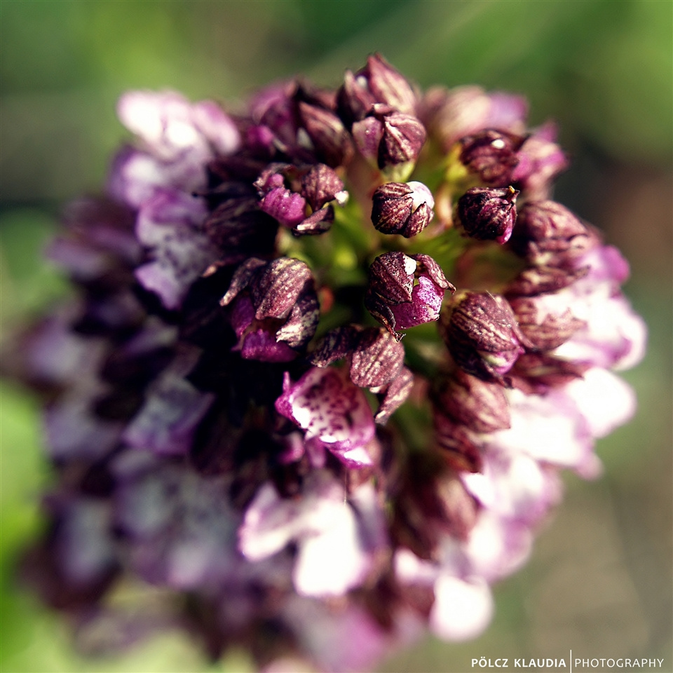 A bíbor kosbor (bíboros kosbor; tudományos nevén: Orchis purpure