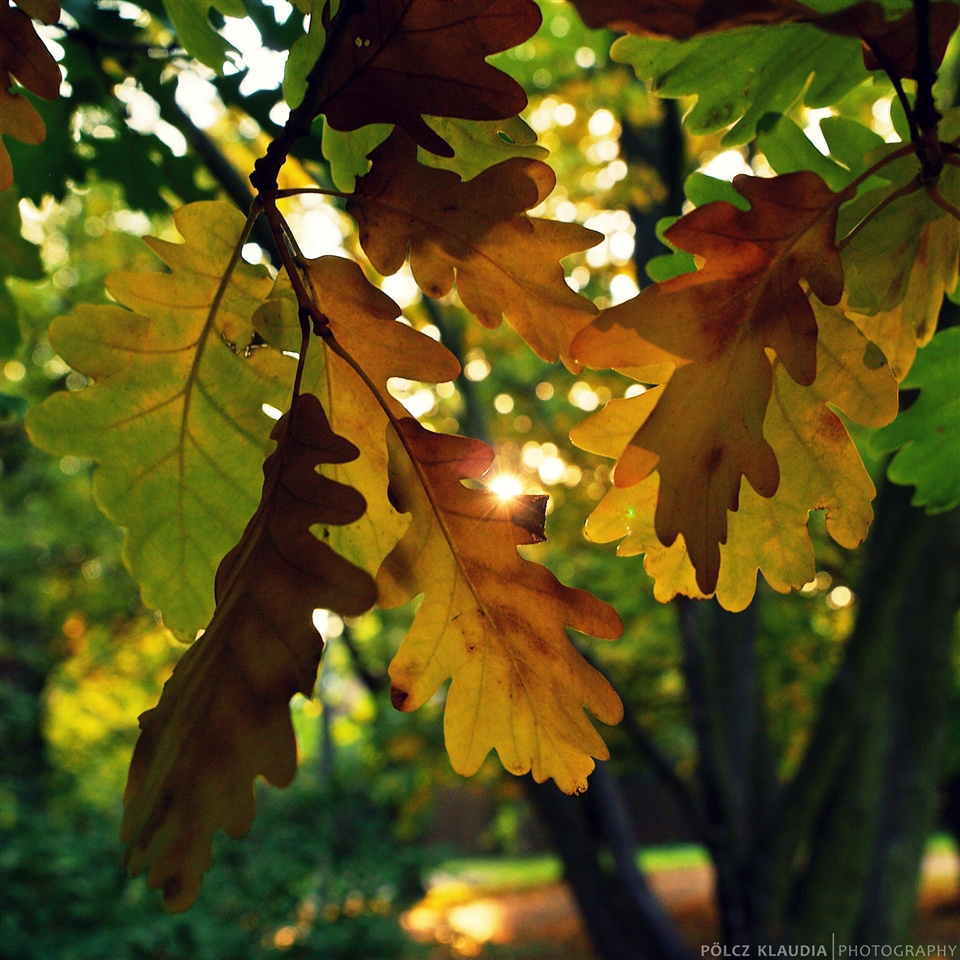 Napsütéses ősz