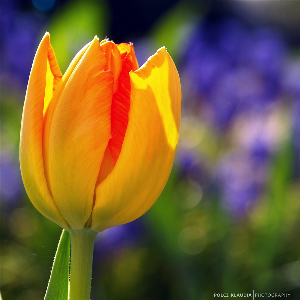 Korai tulipán