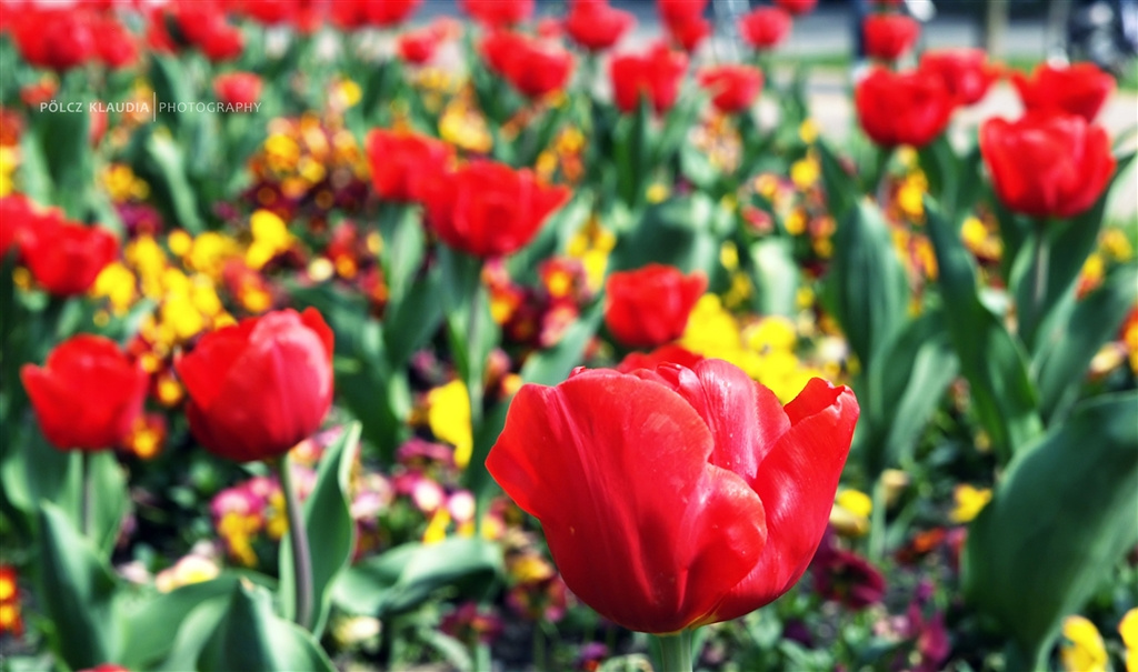 Napsütötte tulipánok