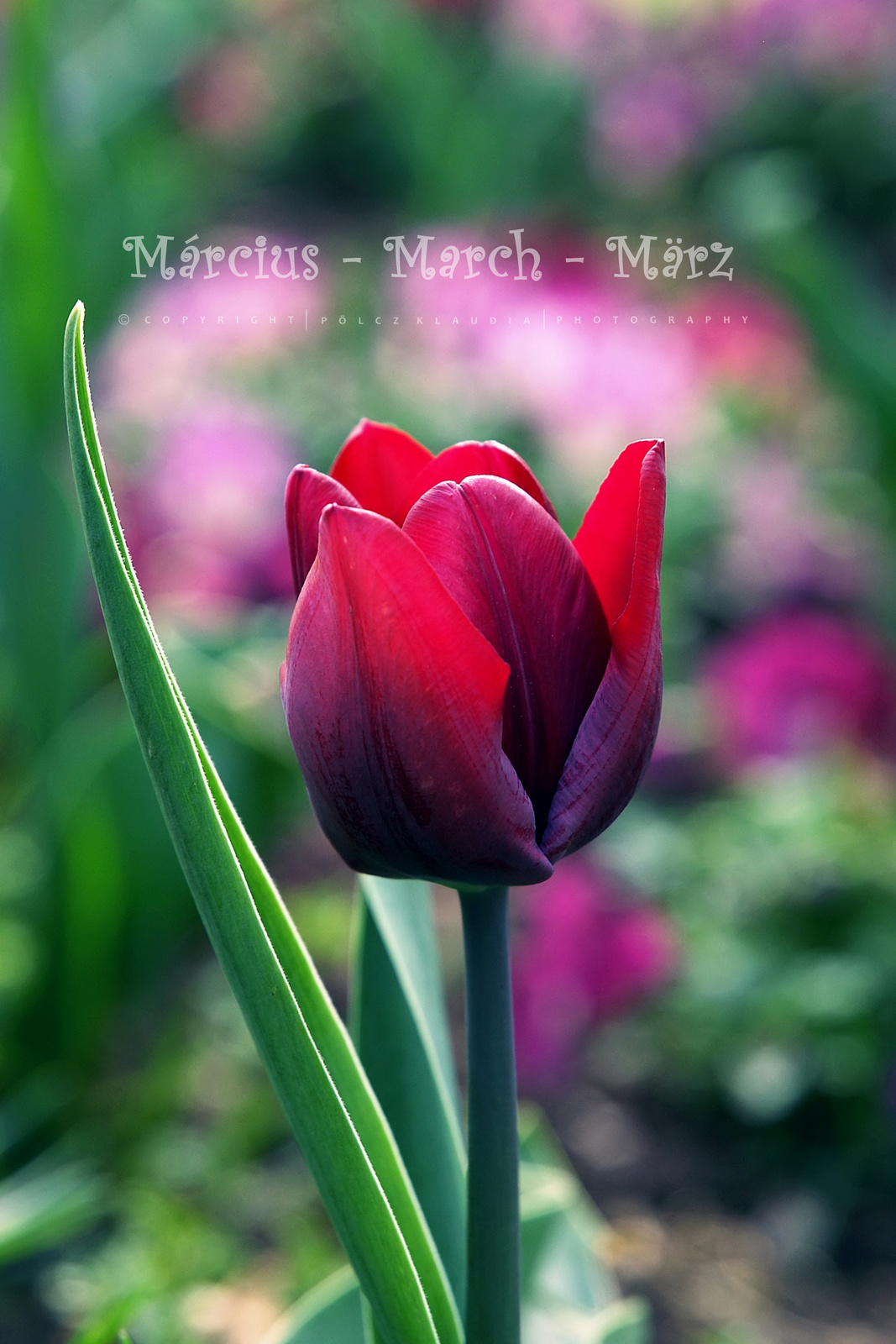 Tavaszváró - március (6)