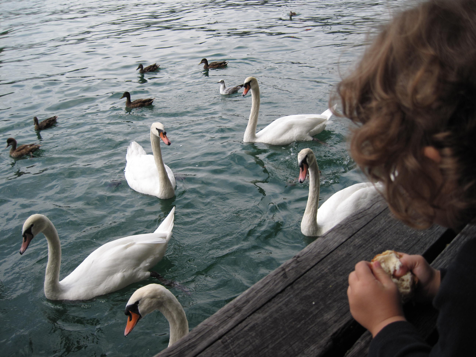 feeding the zurich swans