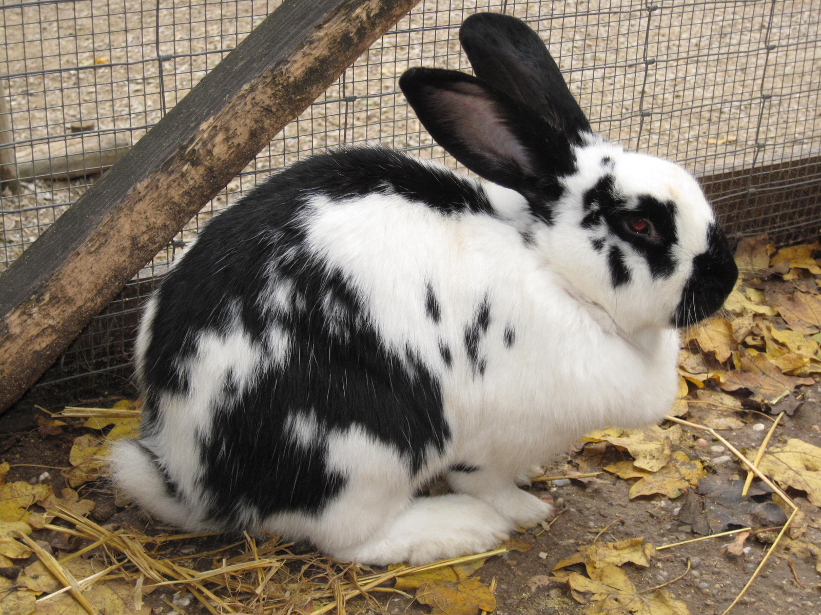 portay of a giant rabbit