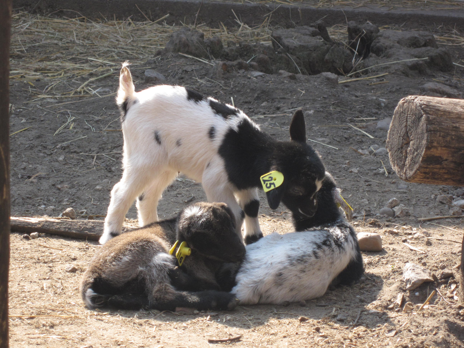 baby goats