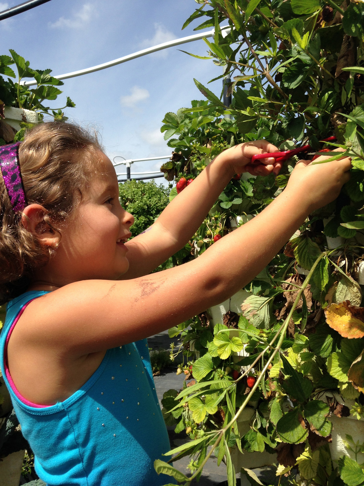 strawberry picking american style