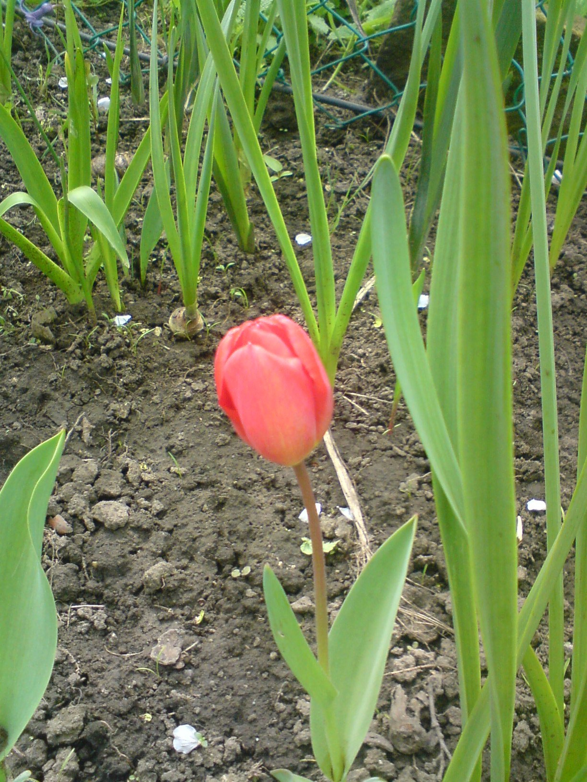 Tulipán 7