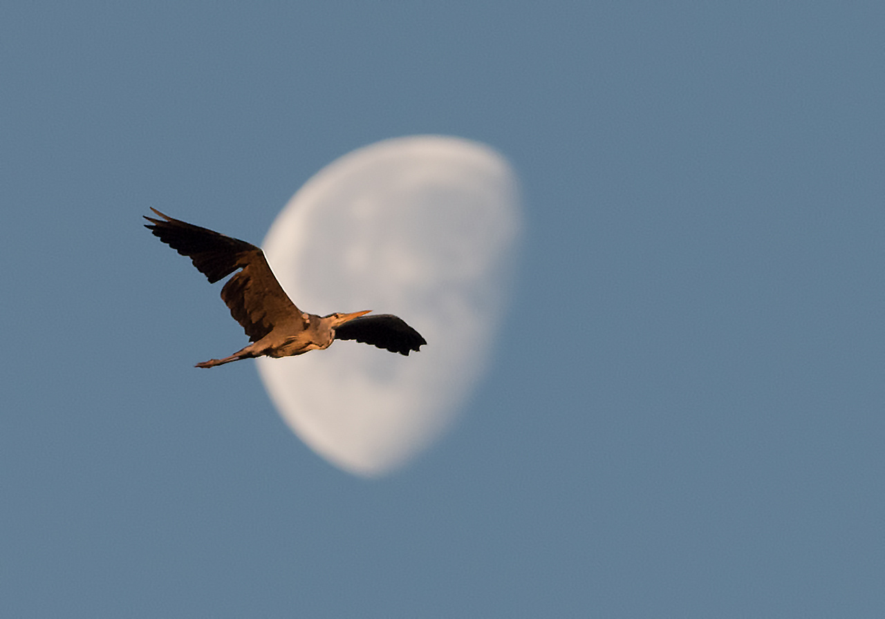 Hold és szárnyak