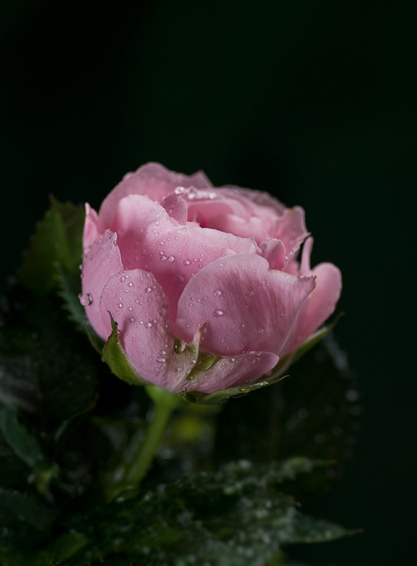 Reggel rózsaszínben / Morning in rose
