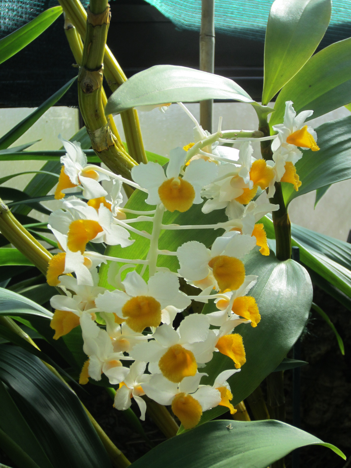 Az orchideák..