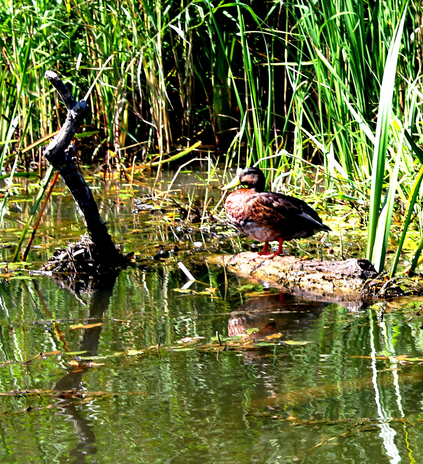 TISZA TAVI OKOCENTRUM 9