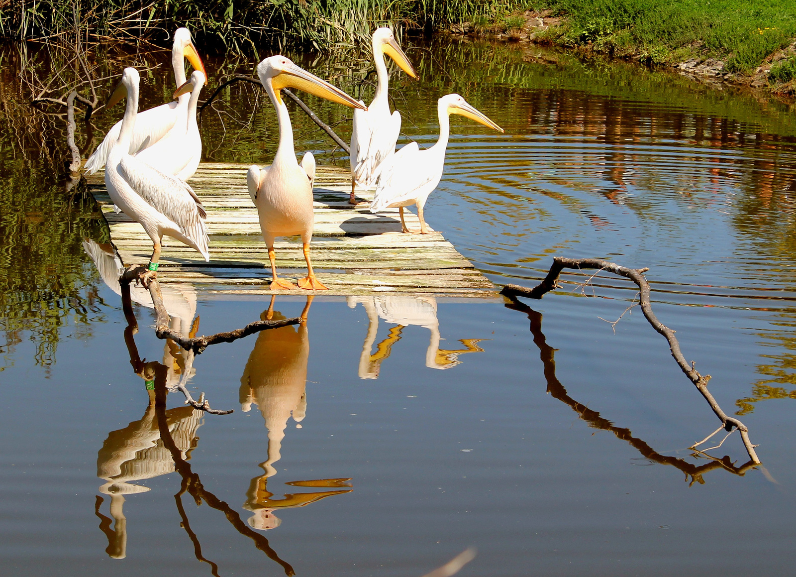 TISZA TAVI OKOCENTRUM 21