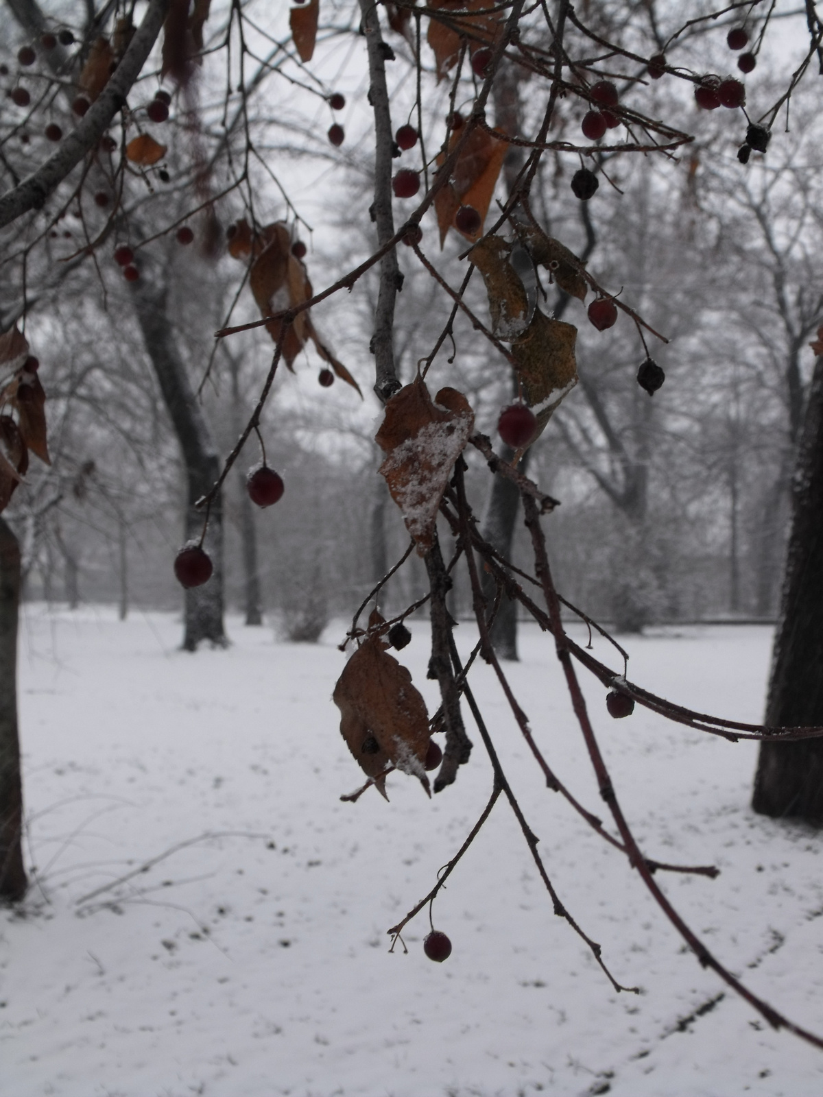 Tél a parkban