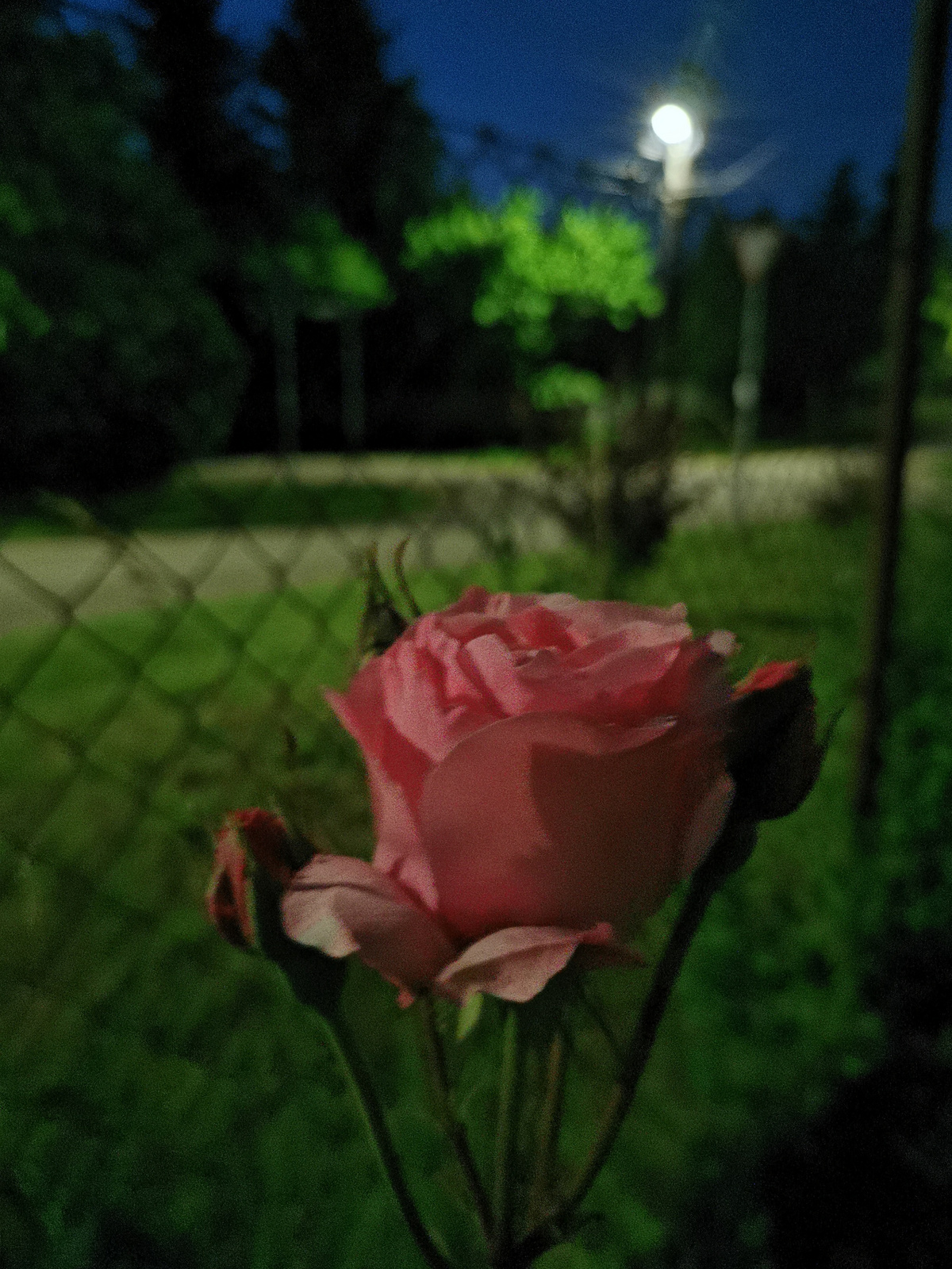 Éjszakai rózsa 2