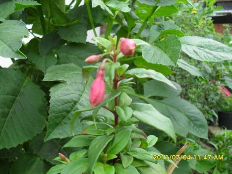 Fuchsia magellanica 'Tom thumb' (5)