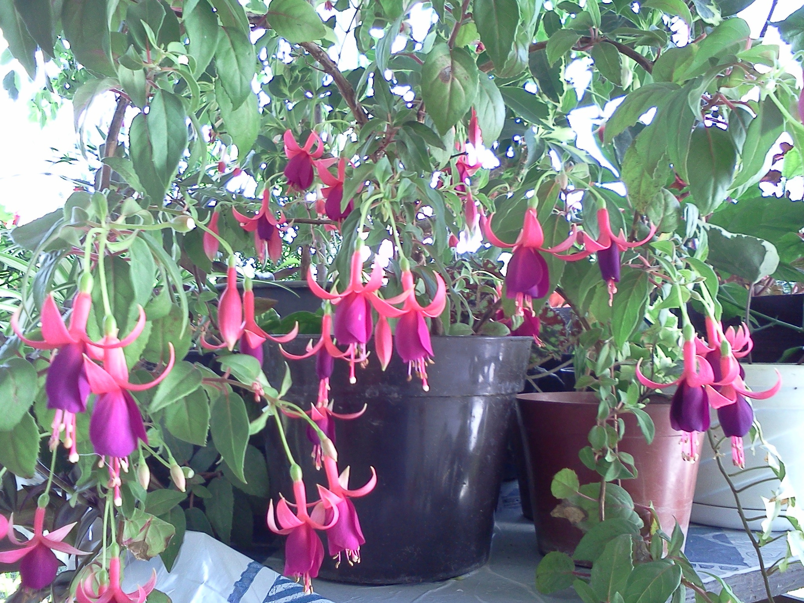 Fuchsia magellanica 'Tom thumb'