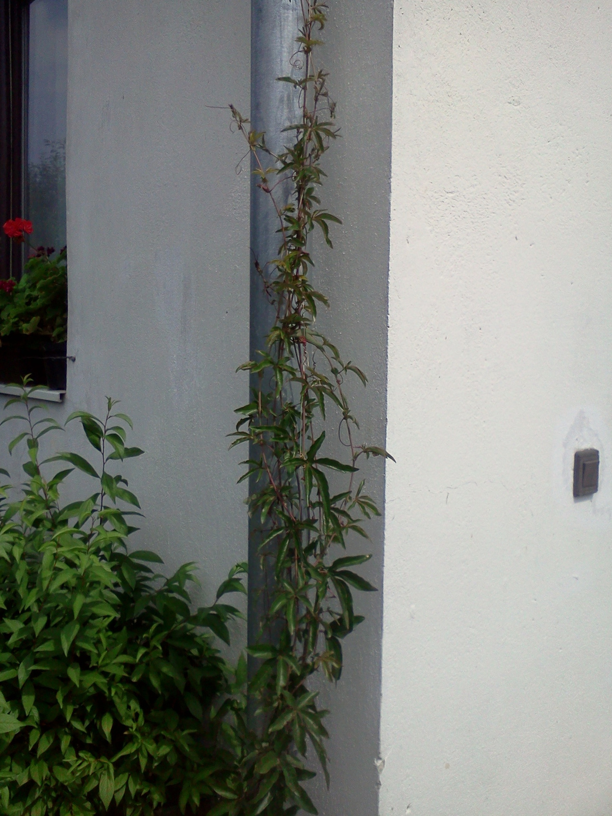 Passiflora caeruela - Golgotavirág (2)