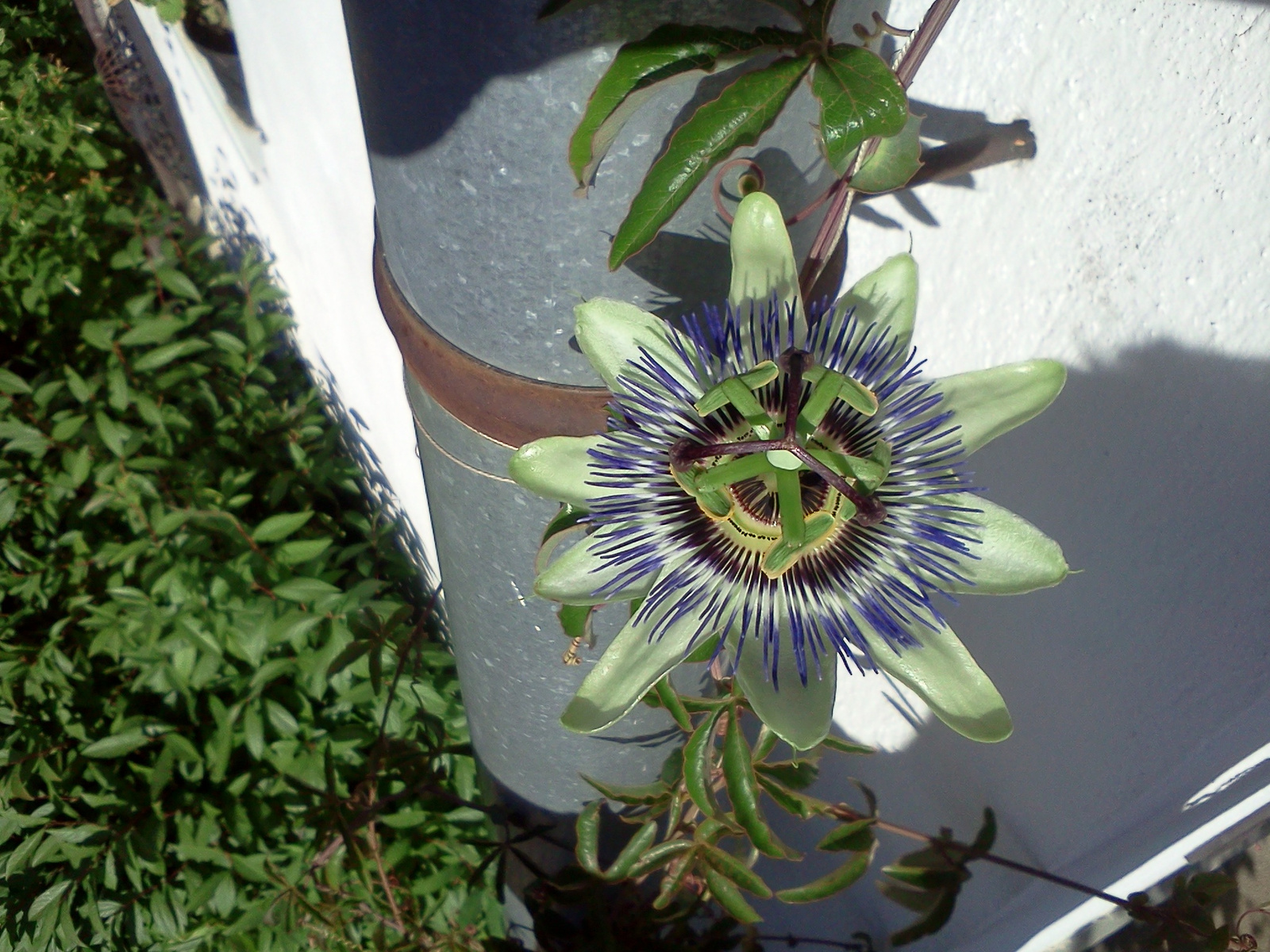 Passiflora caeruela - Golgotavirág (5)