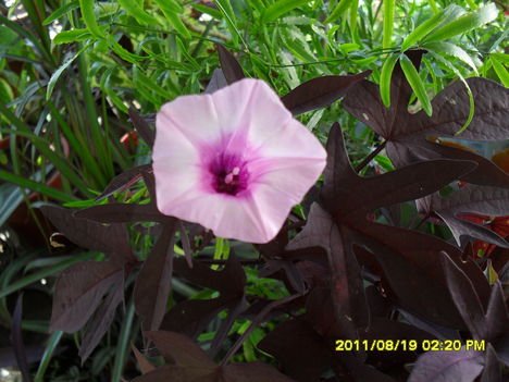 Édesburgonya - Ipomoea batatas Blackie