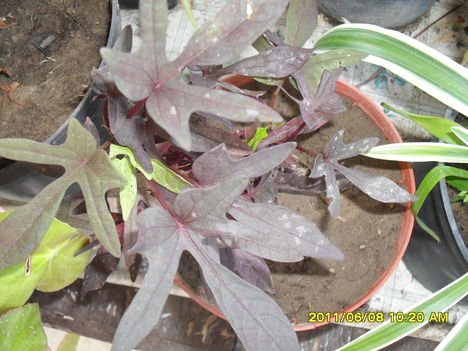 Ipomoea batatas Blackie Édesburgonya