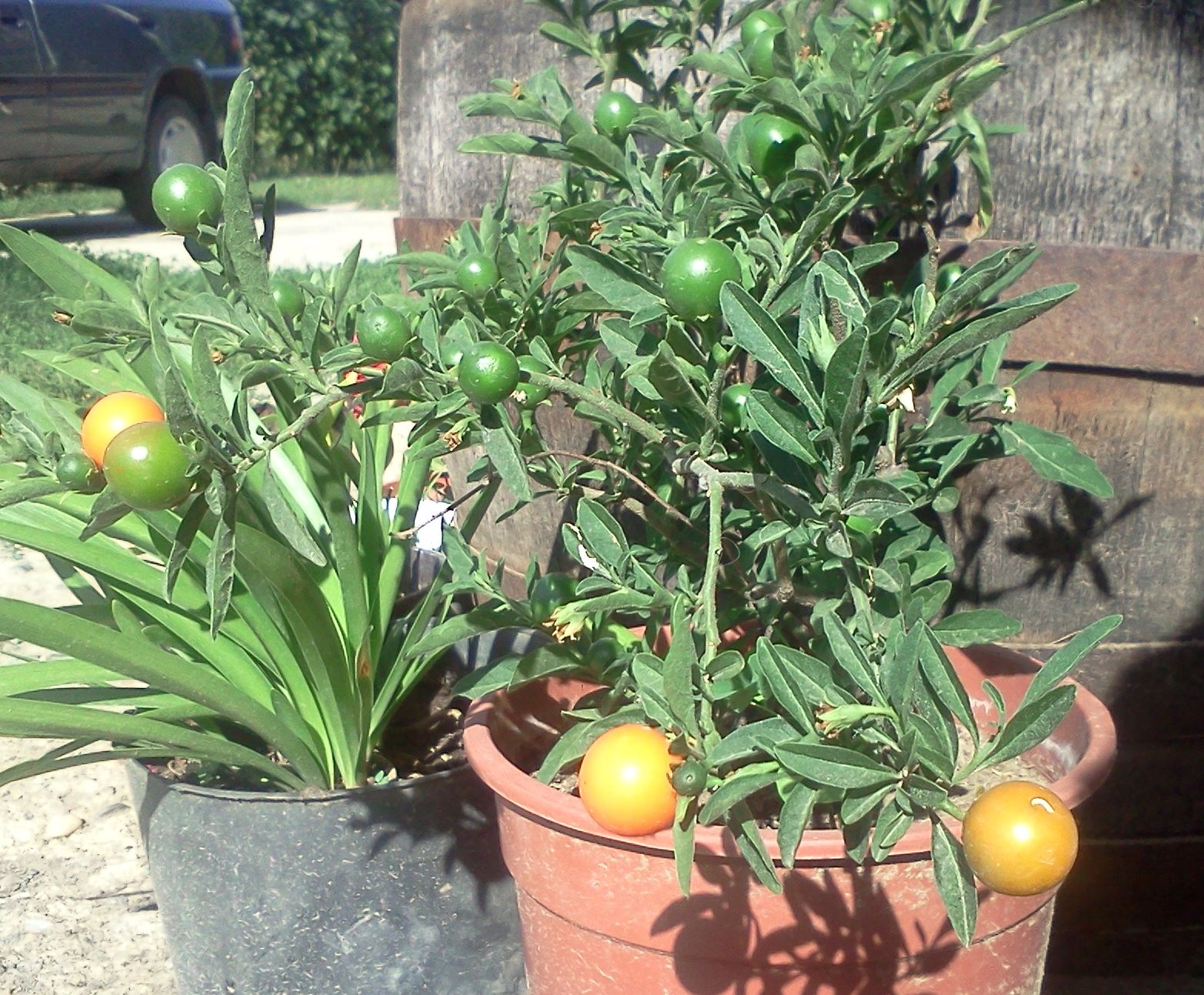 Solanum pseudocapsicum - Korallbokor (2)