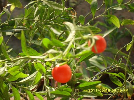 Solanum pseudocapsicum - Korallbokor