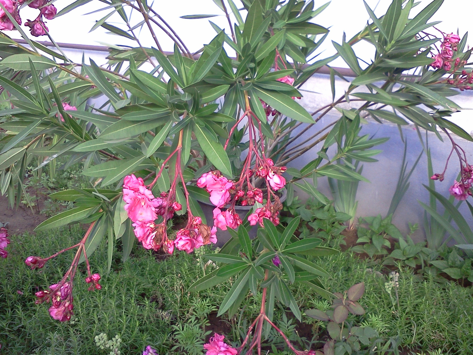 Nerium Oleander ’Splendens Giganteum’ (5)