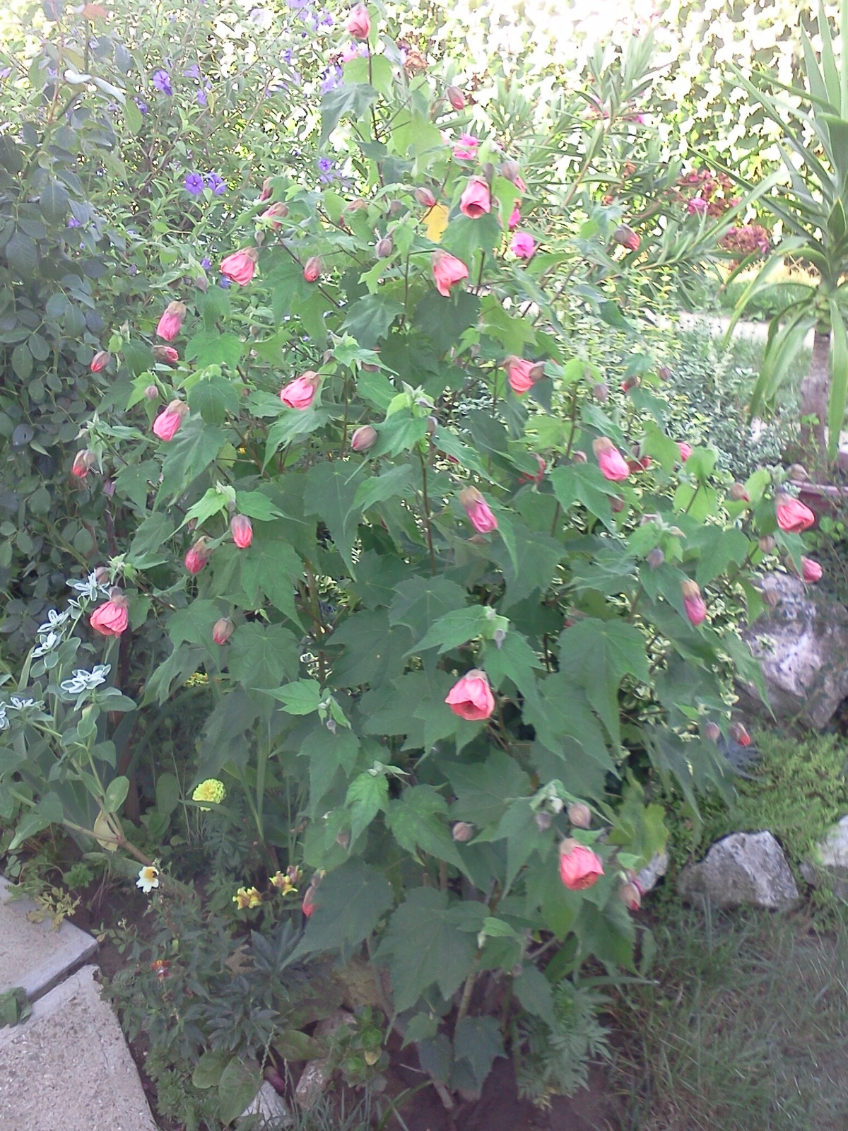 Abutilon x hybridum 'Nabob' - Selyemmályva