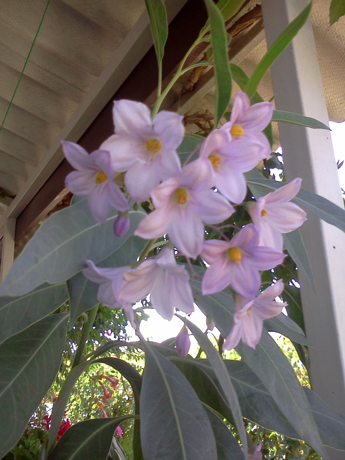 Solanum malacoxylon