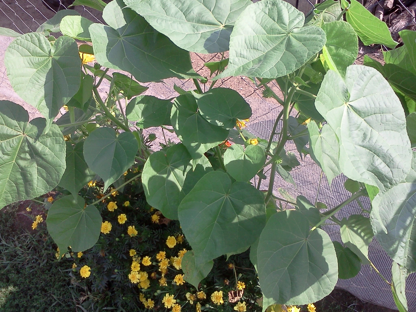 Abutilon theophrasti - Selyemmályva 2