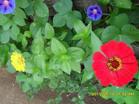 Piros, sárga zinnia