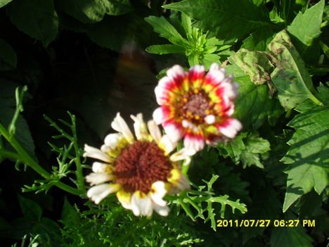 Egynyári margaréta(Chrysanthemum carinatum )