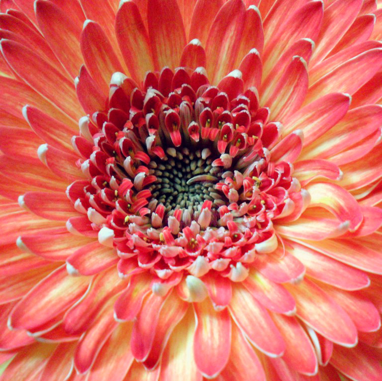 Gerbera II