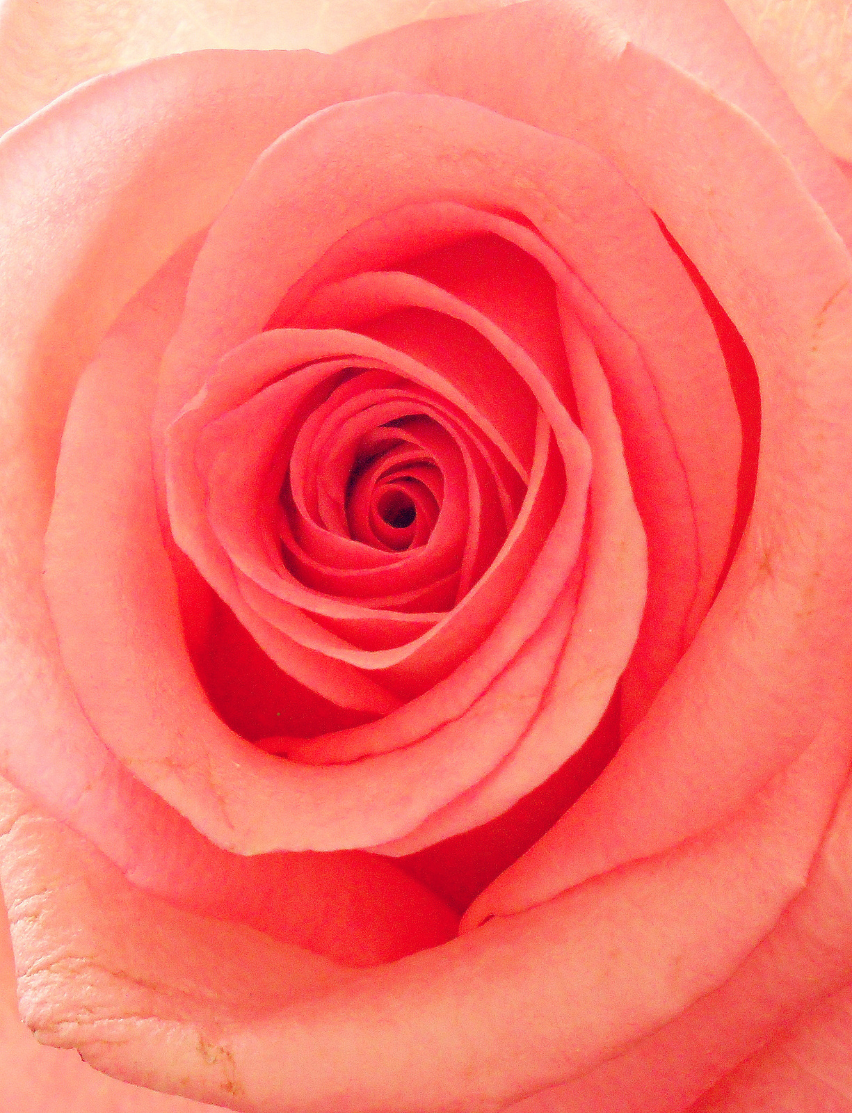 Pink rózsa
