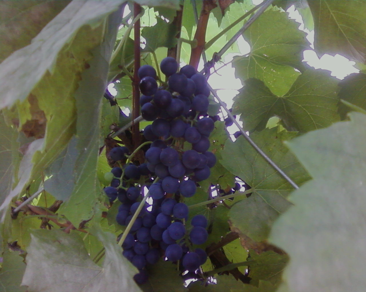 kékszőlő