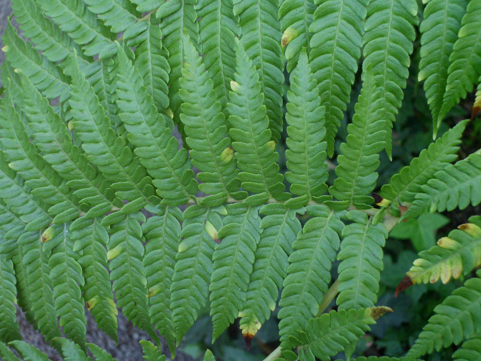 Pto Cruz arborétum