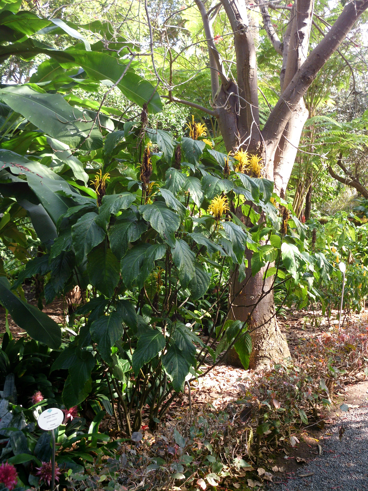 Pto Cruz arborétum