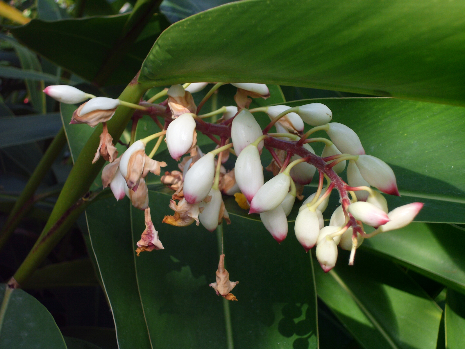 Pto Cruz arborétum