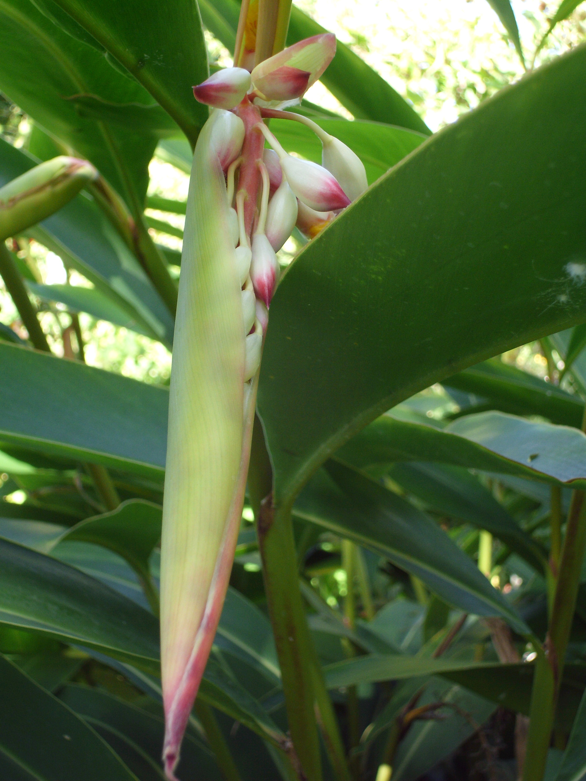 Pto Cruz arborétum