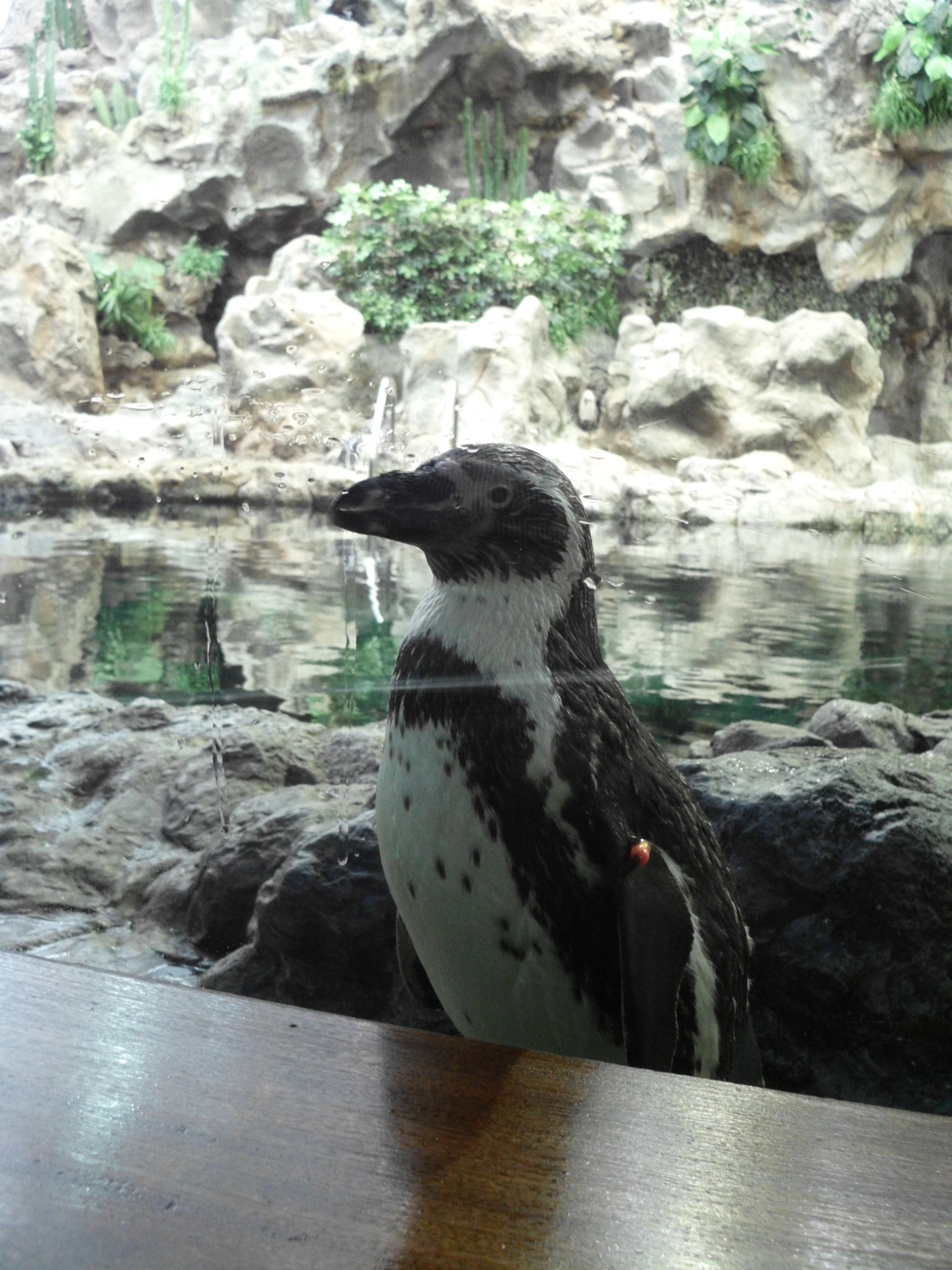 Loro Parque