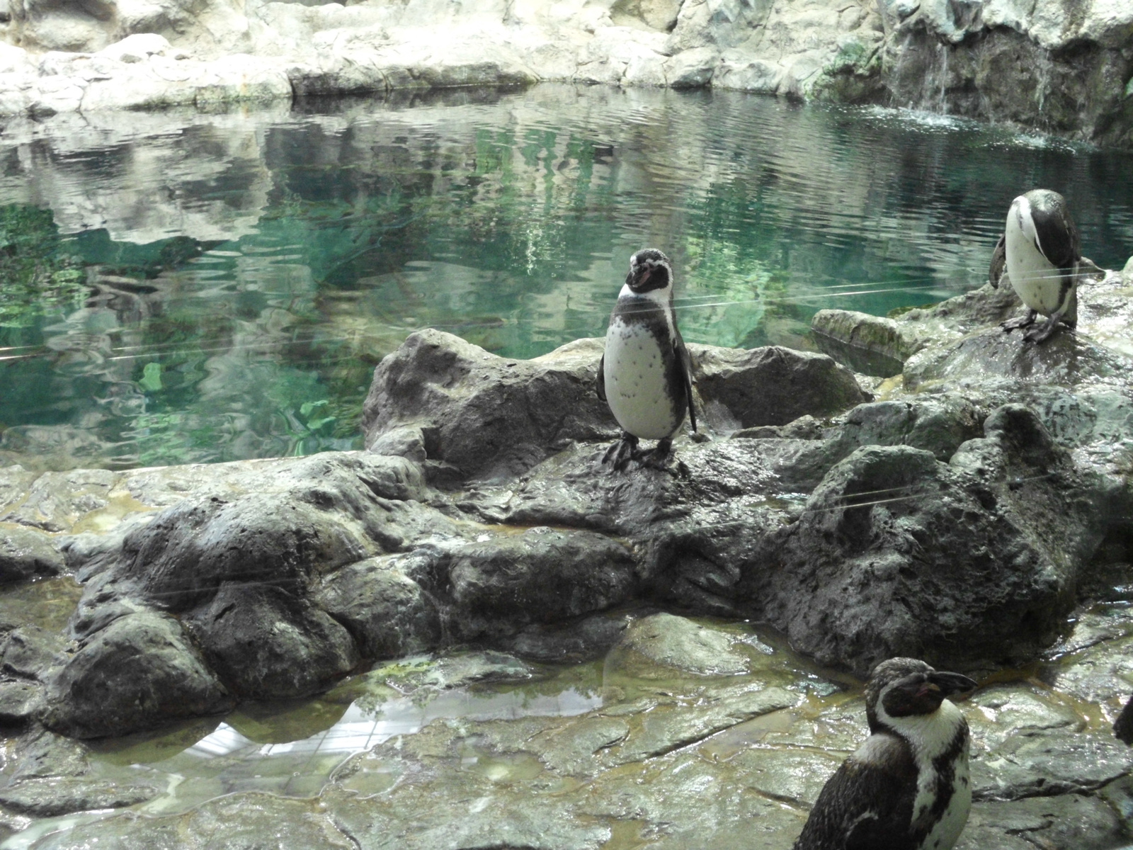 Loro Parque