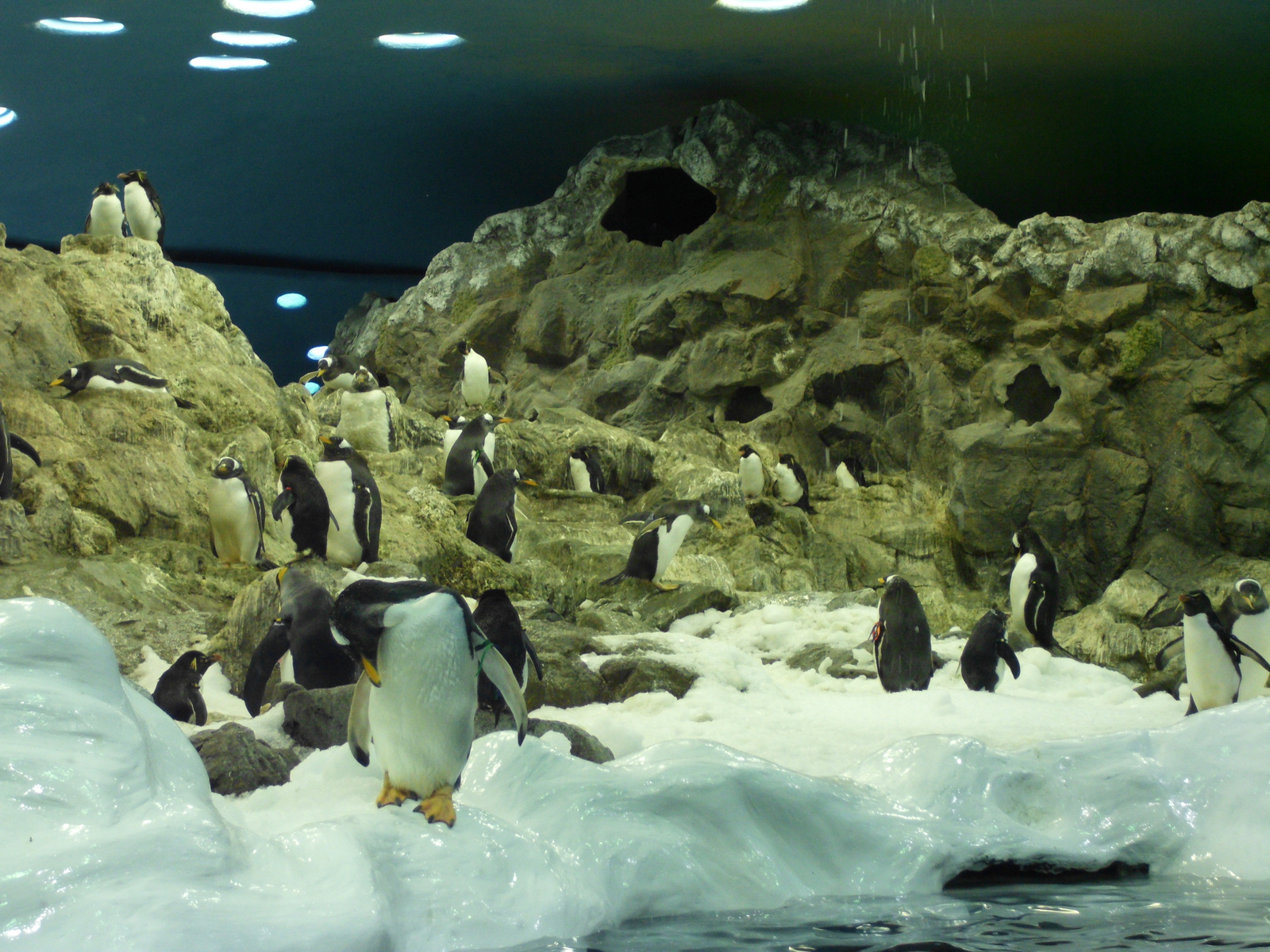 Loro Parque