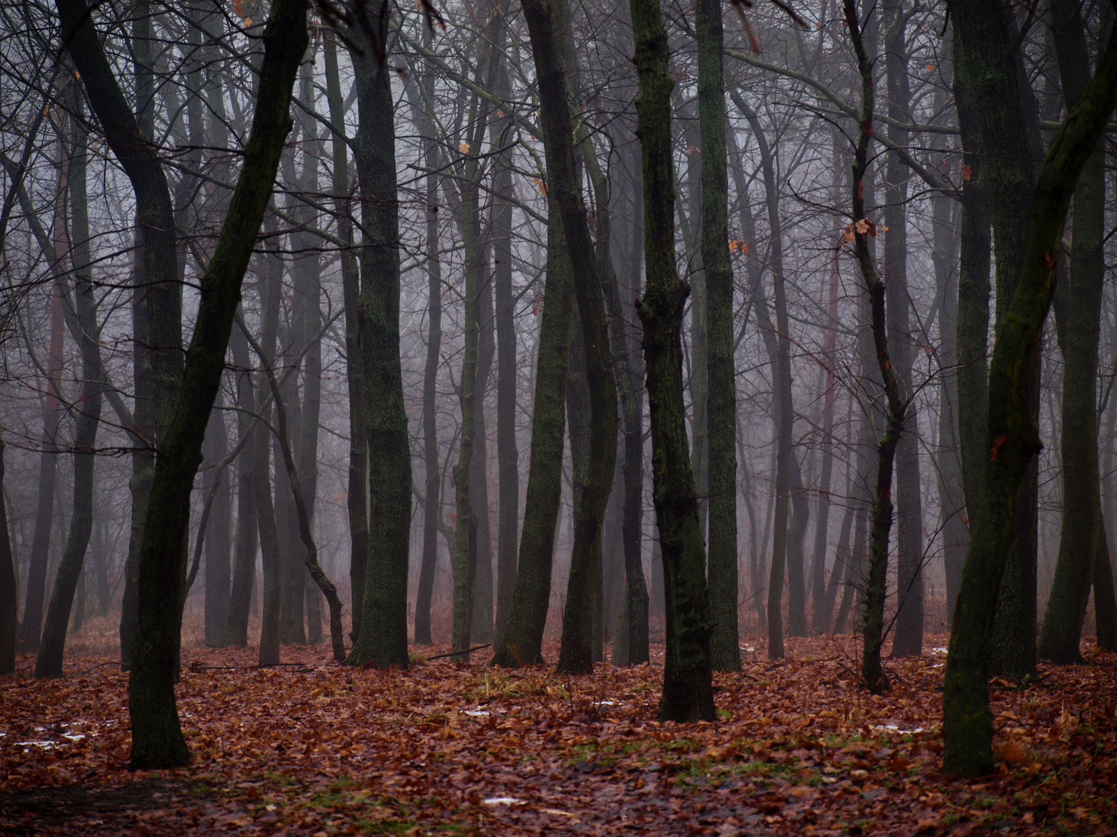 Ködös erdő 1