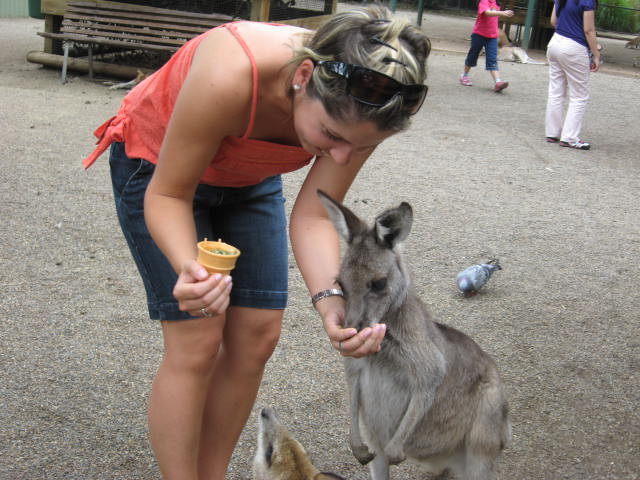 feeding a kangaroo