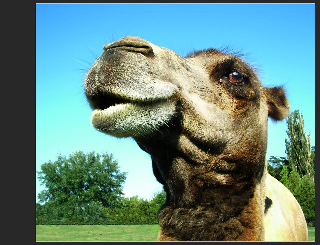 Camel mosoly