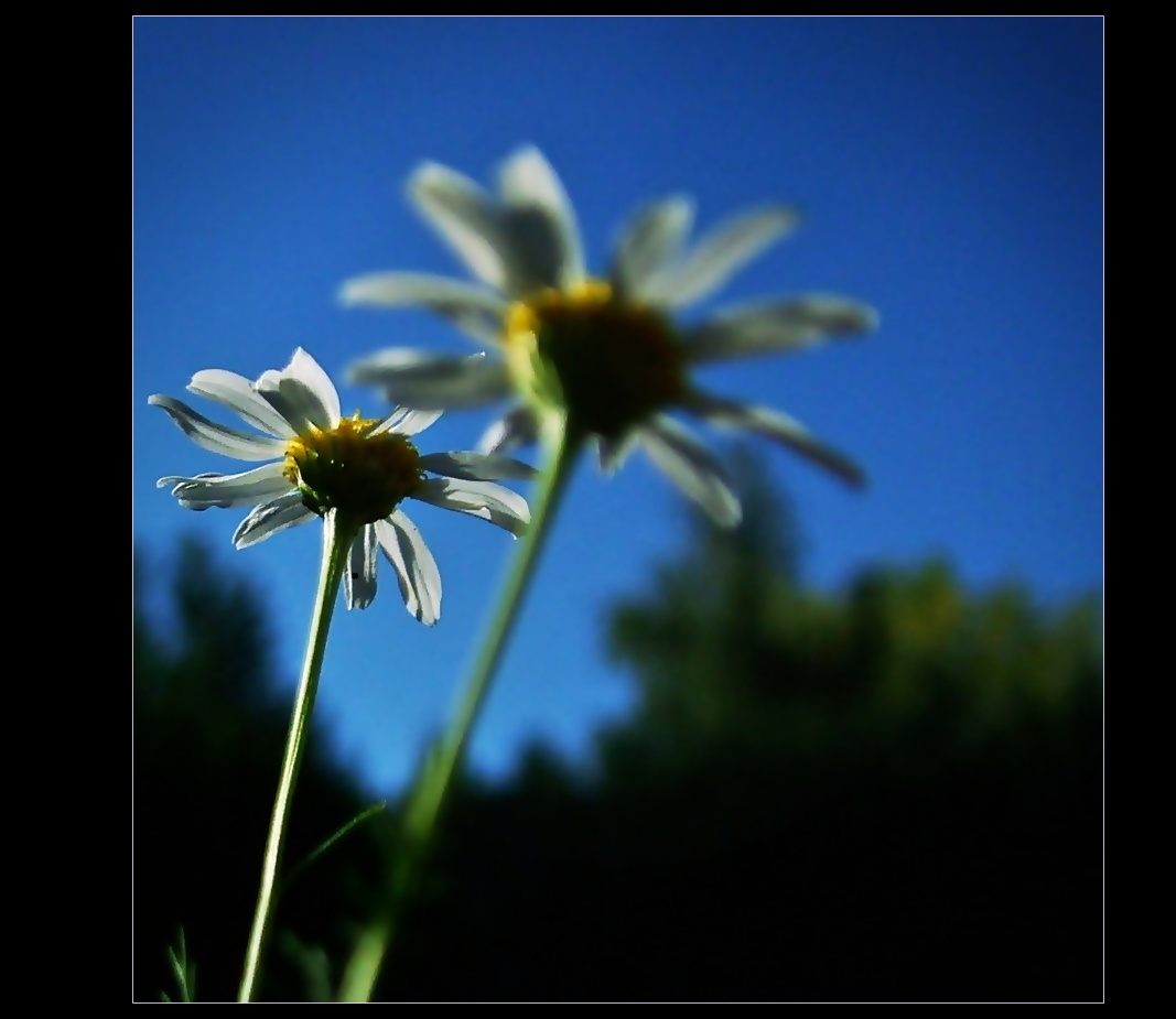 Bellis perennis