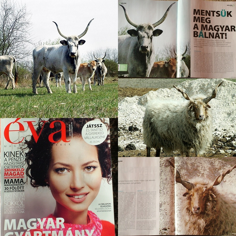 éva magazin / állataim