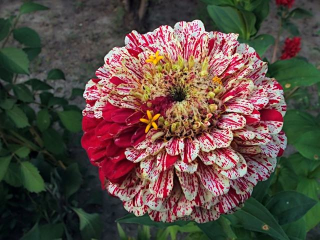 Zinnia