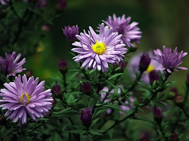 őszi rózsa/aster