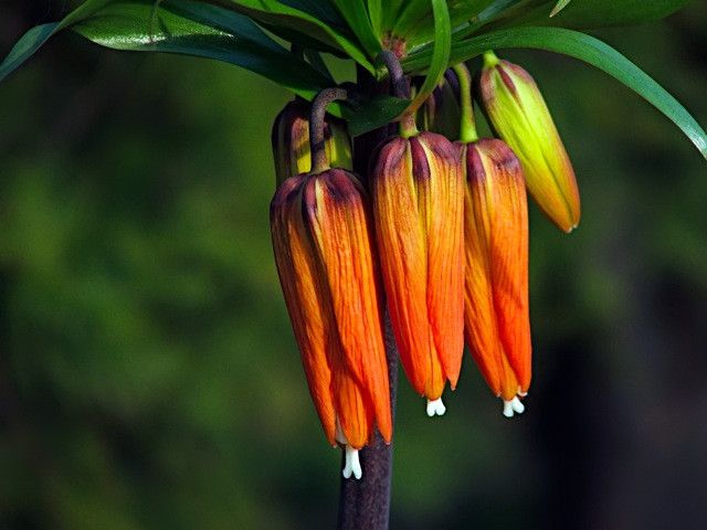 Császárkorona - Fritillaria imperialis