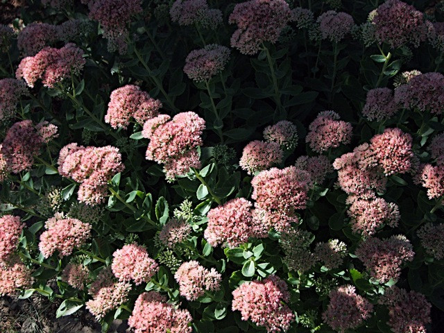 Varjúháj ( Sedum )